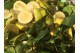 Lemon Essential Oil - Jabón de Mallorca