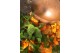 Huile Essentielle de Mandarine - Jabón de Mallorca