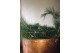 Pine Essential Oil - Jabón de Mallorca