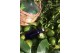 Aceite Esencial de Limón Petitgrain - Jabón de Mallorca