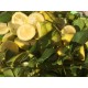 Aceite esencial de limon de Mallorca