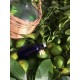 Lemon essential oil from Mallorca